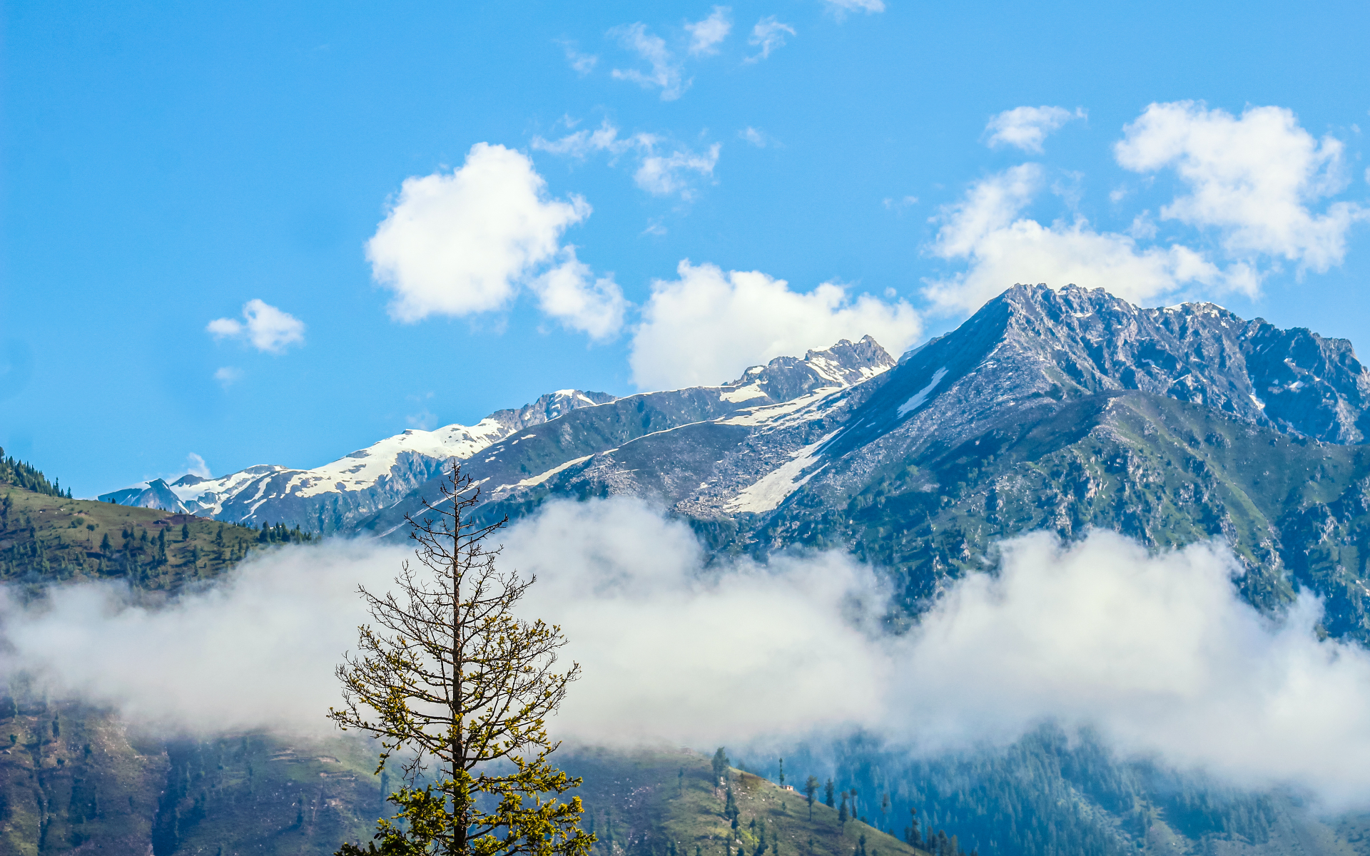 Snow-capped mountains and pine forests around Manali